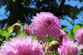 pale pink botanical flower