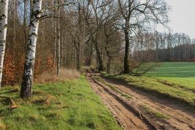 country road in the forest in poland
