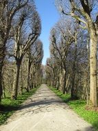 Beautiful avenue with beautiful trees along it on the green grass