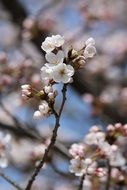 pink spring cherry blossom closeup