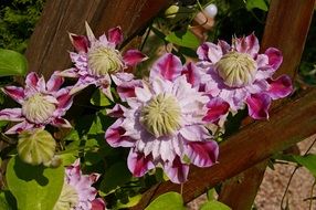 Clematis blossomed in the garden