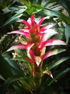 Pink flower Blossom in green grass