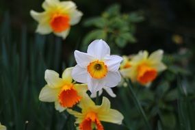 variety of bright daffodils in spring
