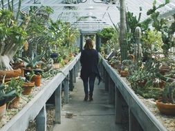 woman in a cactus greenhouse in a botanical garden