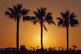 palm trees at sunset in gran canaria