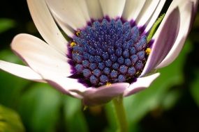 Blue White Macro Osteospermum Ecklonis