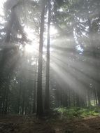sun rays through thickets of trees