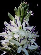 flowering plant in spring