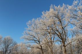 frost trees on a sunny day