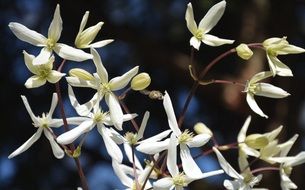 pleasing Clematis Flower