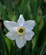 white narcissus in a flower meadow