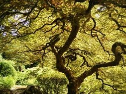 incredibly handsome Japanese Maple