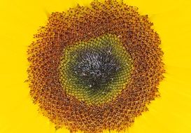 core of sunflower