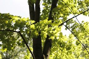 tree with green branches