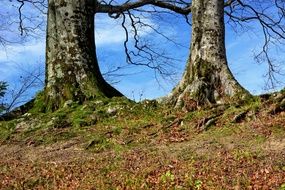 Trees with the roots in the forest on a sunny day