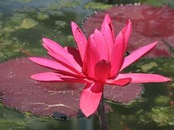 Water Lily Nature