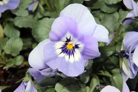 pansies with pale blue petals