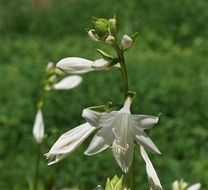 Lily Hosta flower close-up on blurred background