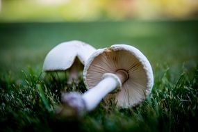 two white mushrooms on the lawn