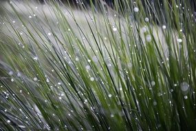 Dew drops on thin Grass blades close up