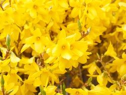 forsythia yellow branches