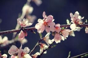 romantic pink flowering tree