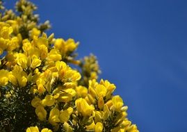 Beautiful yellow gorse flowers at blue sky background in Scotland