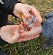 closeup view of apple seeds in the hands of a child