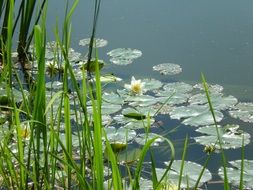 water Flowers in pond scene
