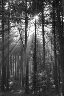 trees in the sun in black and white background