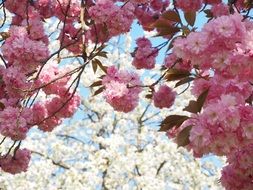 japanese flowering cherry in April