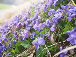 violet flowers in the forest