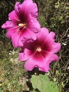Pink flower spring nature blossom