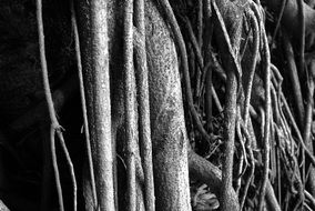 branches and roots of a tree in black and white image