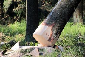 Cutting a Spruce