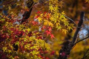 bright autumn leaves of Japanese maple