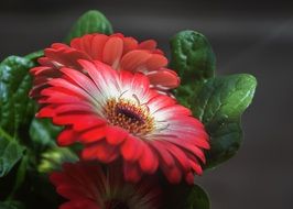 Close-up of the beautiful red and white gerbera flower with green leaves