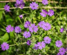 Beautiful small purple flowers on a green bush