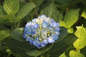 blue hydrangea flower on a green bush