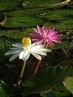 Water Lily Flowers