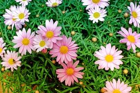 Picture of pink Daisies Flowers