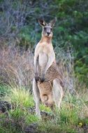 pleasing Australia Wildlife