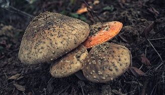 gloomy fungus mushroom