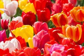 sea of tulips in spring