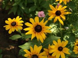 Rudbekia Bicolor flowers