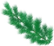 Fir Branch drawing