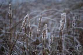 cold Field plants closeup in Minnesota