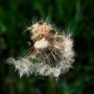 old Seeds on Dandelion macro