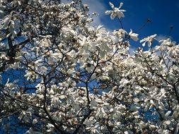 amazing magnolia tree in spring