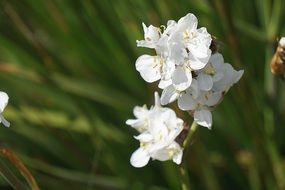 white flowers on a background of green grass
